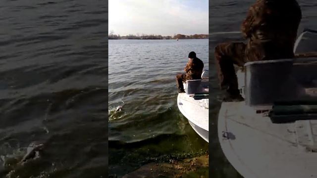 Ловля судака на бамбуковую удочку смотреть онлайн