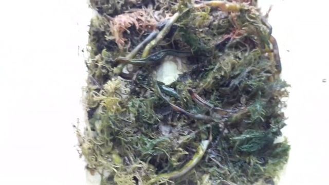 Мох сфагнум в домашних условиях смотреть онлайн