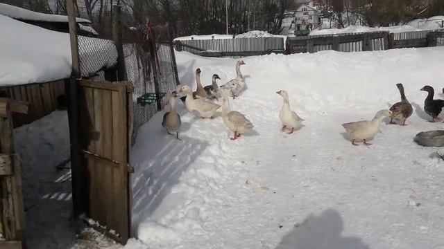 ГУСИ НАЧАЛИ НЕСТИСЬ