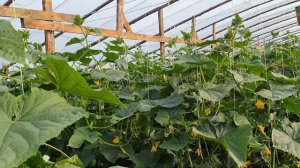 Овощи Растут. Огурец Мадейра в китайских теплицах.