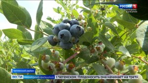 В КБР успешно выращивают голубику