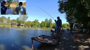 Платный пруд Фишка Липки, ловля карпа и осетра, платная рыбалка 2019