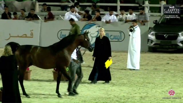 N 184 DASTAN The 14th Makkah International Region Championship 2023 by Al Sawary Farm Stallio смотреть онлайн