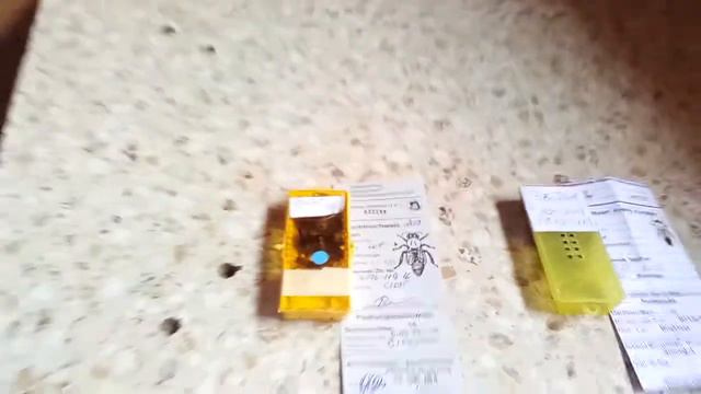 Племенные матки из Германи 2018г смотреть онлайн