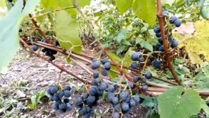 Виноград Вильдер, плюсы и минусы сорта?
