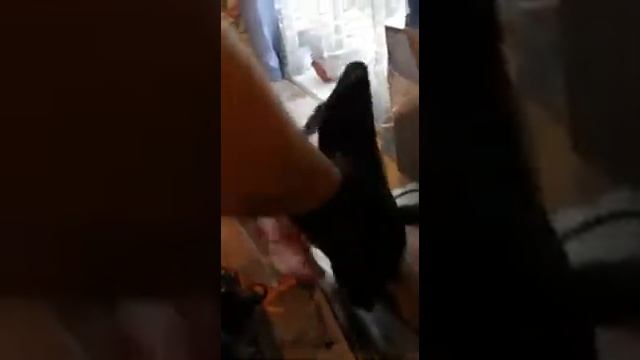 История о том как Дино ловил рыбу большую и маленькую смотреть онлайн