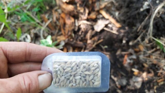 Как выращивать грибы в домашних условиях смотреть онлайн