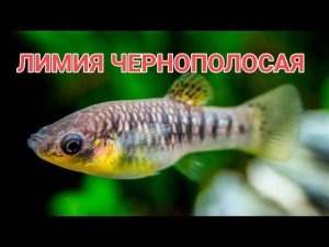 ЛИМИЯ ЧЕРНОПОЛОСАЯ. СОДЕРЖАНИЕ В АКВАРИУМЕ,КОРМЛЕНИЕ И РАЗВЕДЕНИЕ