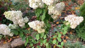 ГОРТЕНЗИЯ МЭДЖИКАЛ МУНЛАЙТ, Магический лунный свет