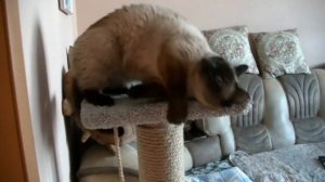 Сиамская кошка разговаривает. (Siamese cat talking.)