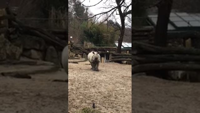 Зоопарк Вены смотреть онлайн