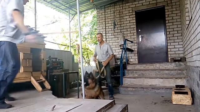 Как научить собаку защищать хозяина, с подручными ударными вещами у нападающего человека!