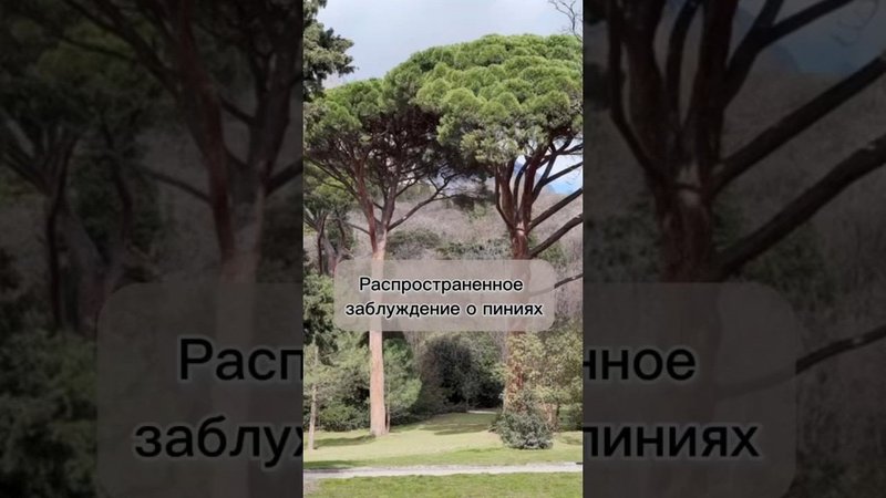 Распространенное заблуждение о пиниях.