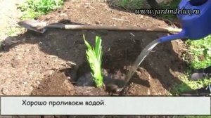 САЖАЕМ ЛИЛЕЙНИКИ ПРАВИЛЬНО