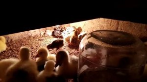 Кормление гусят с первых дней. Цыплята, индюшата