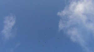 Николаевские и Кировоградские голуби 29 10 2019г полёт