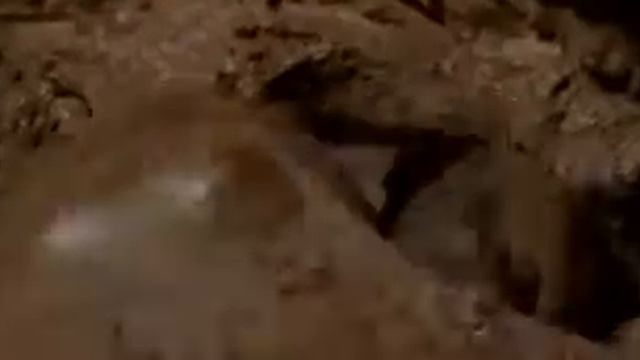 Вольдемар создает настоящих полковников... (Представления доморощенных либералов со Смартлаба)