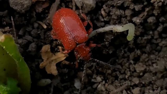 Трещалка луковая 2021 04 04 смотреть онлайн