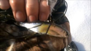 Ловля щуки зимой на жерлицы.'ГЛУХОЗИМЬЮ' не бывать!!!