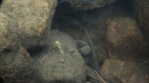 Речной гольян или гольян-красавка в р.Осетр.