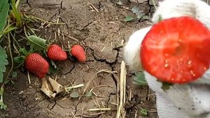 Клубника: сорта RA 109,2 и ЧИВ -64 (высадка 11.2019г.)