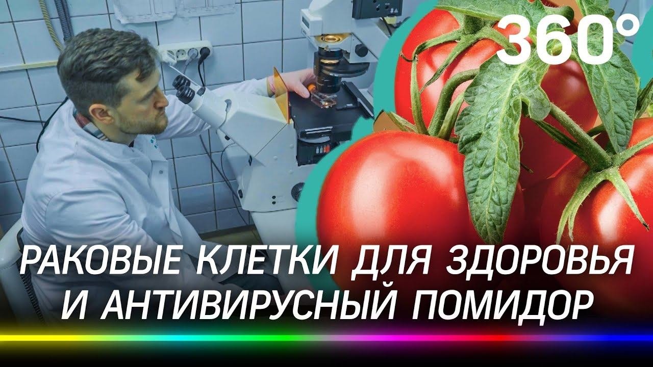 Когда учёные изобретут лекарство от рака, и чем полезны ГМО овощи? Эксперименты в Пущине