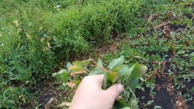 Картофелекопалка с двигателем. копаем картофан.