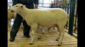 Овцы породы Тексель от племзавода ООО АПК Александровское. Золотая Осень 2014