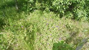 Разнотравье Святогорья.avi