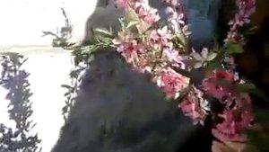 Миндаль декоративный . Часть 1 - не махровая разновидность..