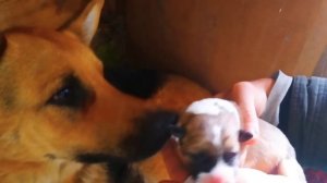 Щенки , 1 неделя ,метис ВЕО-Н овчарки и Алабая.