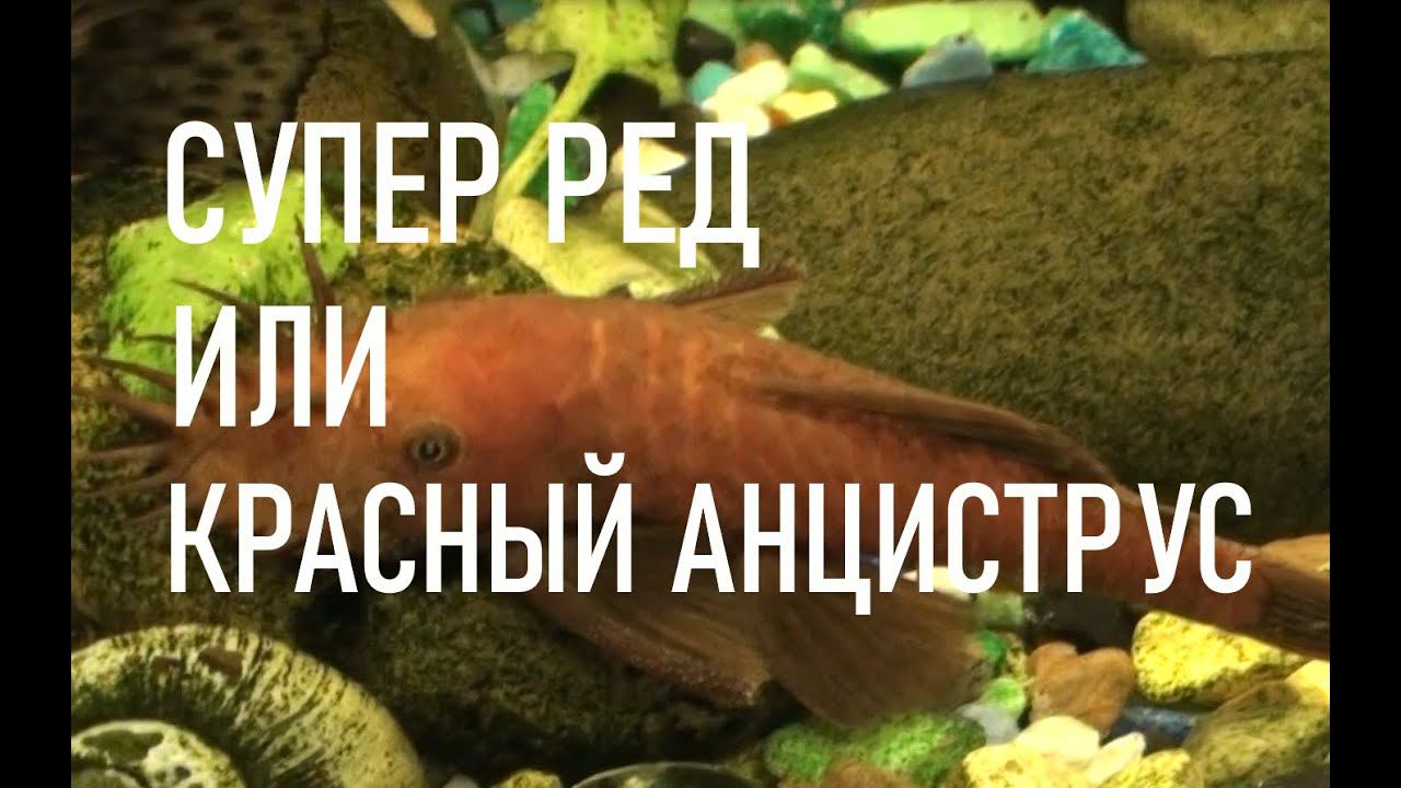 Анциструс Супер Ред или Красный анциструс