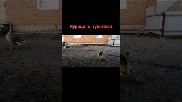 Курица усыновила