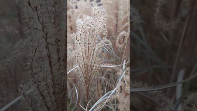 Late November Miscanthus Ornamental Grass