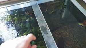 Продажа аквариум 150 литров куб.