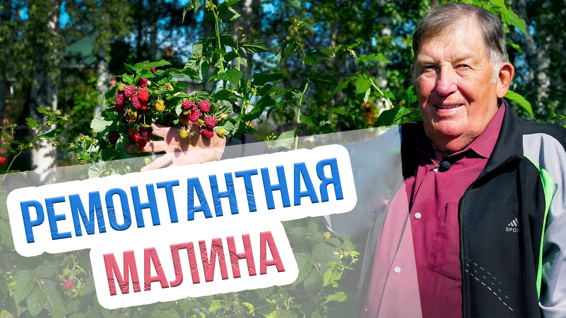 Выращивание ремонтантной малины в Сибири. Самые лучшие сорта ремонтантной малины для Сибири