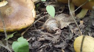 МАСЛЯТА в Рышкановском лесу . Молдавские МАСЛЯТА !!!