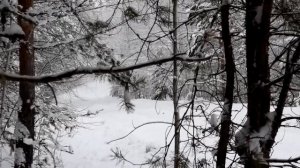 Вывозка леса в хлыстах. МАЗы-5434. Томская область, Верхнекетский район.