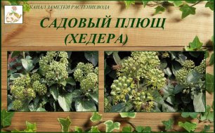 Плющ садовый — вечнозеленое украшение вашего сада и незваная гостья