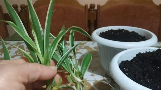 Хлорофитум.Быстрое размножение.