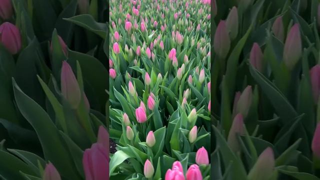 Тюльпаны оптом Нижний Новгород. Выгонка тюльпанов сезон 2023 года. смотреть онлайн