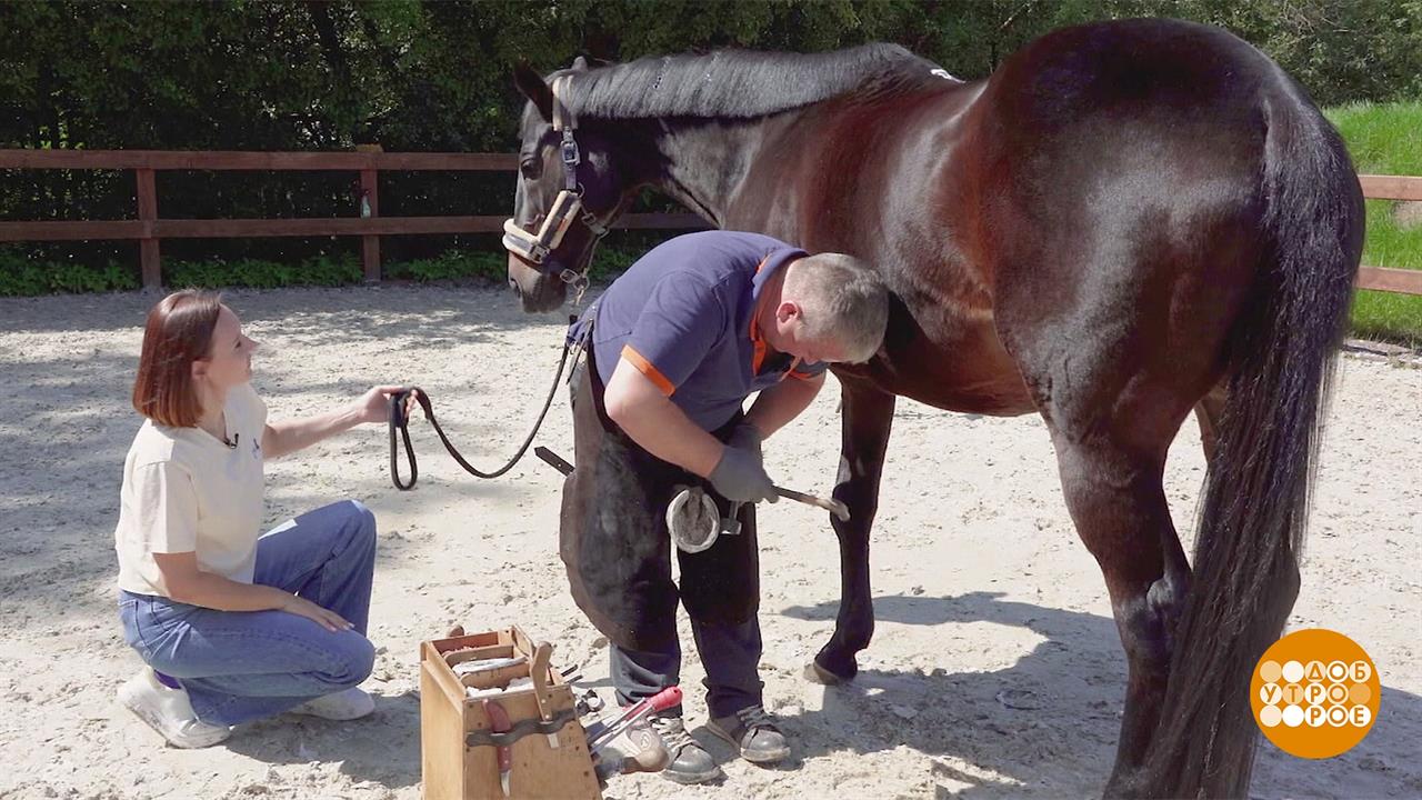Маникюр для лошадки. Доброе утро. Фрагмент выпуска от 31.08.2023