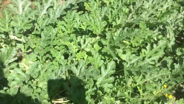 Огород где все растёт в Германии смотреть онлайн