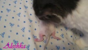 Котята зовут маму смотреть онлайн