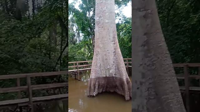 mergulho com Boto no Rio Negro(3)