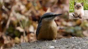 Обыкновенный поползень - Sitta europaea.mp4