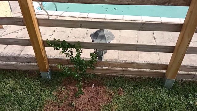 Roses & Clematis to cover a fence