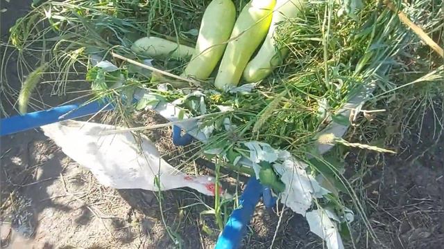 Как летом кормить вьетнамских Вислобрюхих свиней