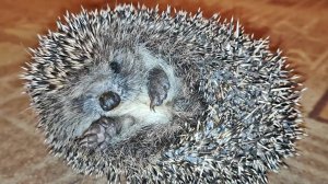 Ми ми мишный Ёжик