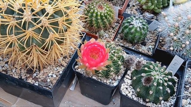 Раритетные кактусы.Эхинопсис нежнейший.Клейстолопсис расцвел.Лобивии красивейшие.